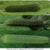 colias erate larva2 volg1